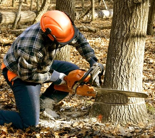 Tree Removal in Gould, AR